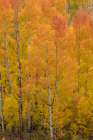 USA-Colorado-Uncompahgre National Forest Golden forest of aspens on mountain Art Print